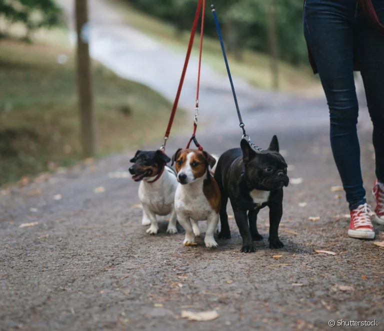 Passeie com seu cão com frequência