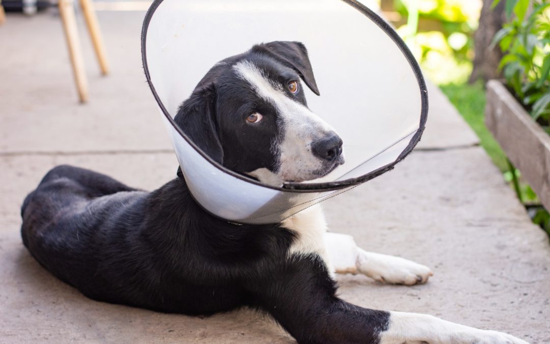 Cuidados pós-castração de cães e gatos