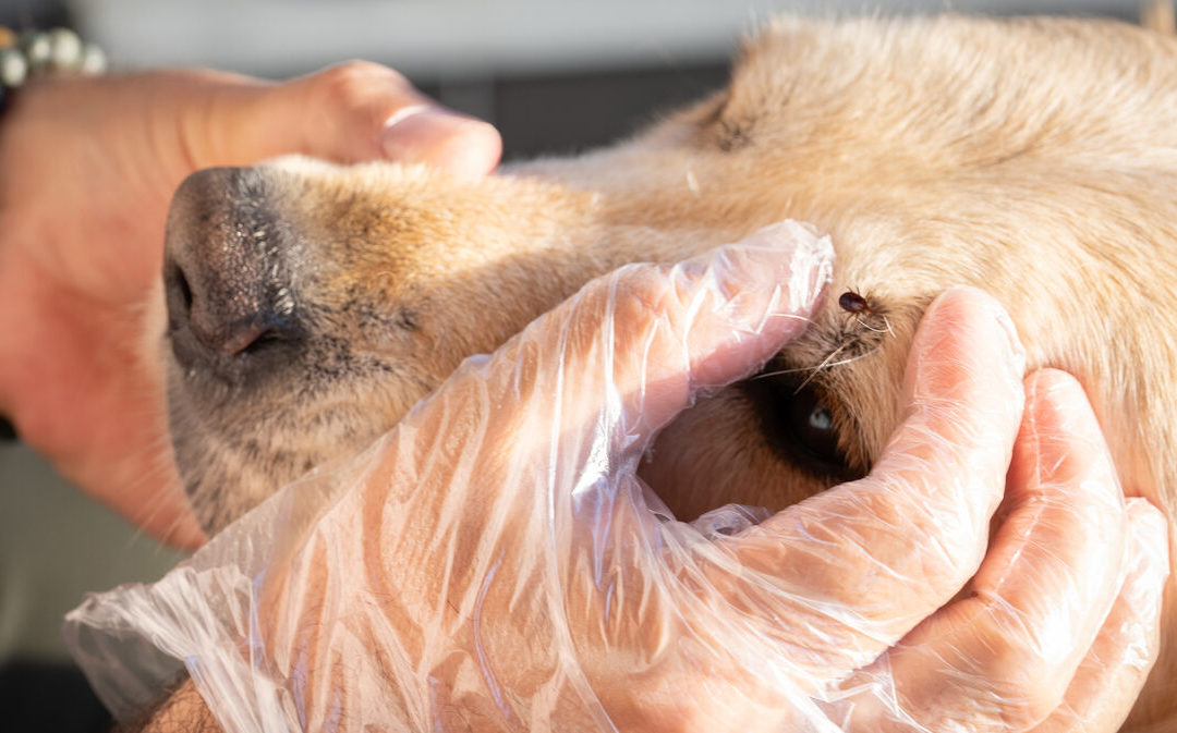 Animais de estimação podem contrair a Febre maculosa?