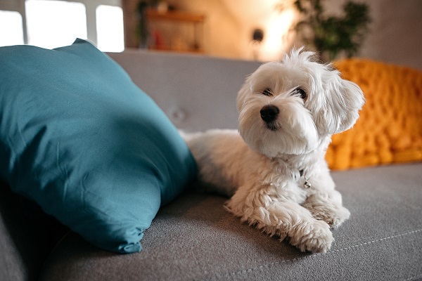 Melhores cachorros para quem mora em apartamento