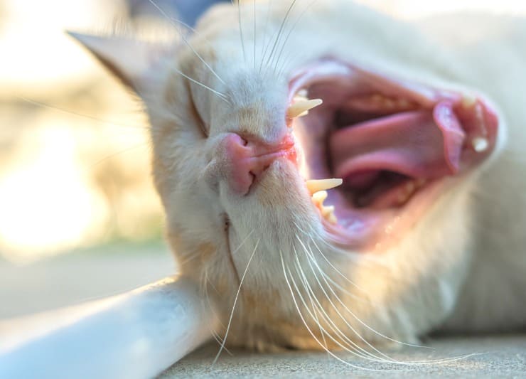 Mau hálito em cães e gatos: como tratar