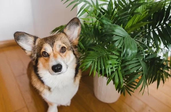 Primavera: cuidado com plantas tóxicas para os cães e gatos