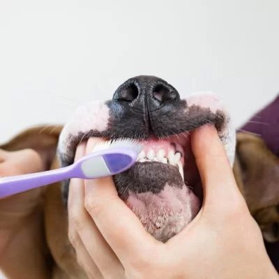 Assim como nós, pets também precisam escovar os dentes